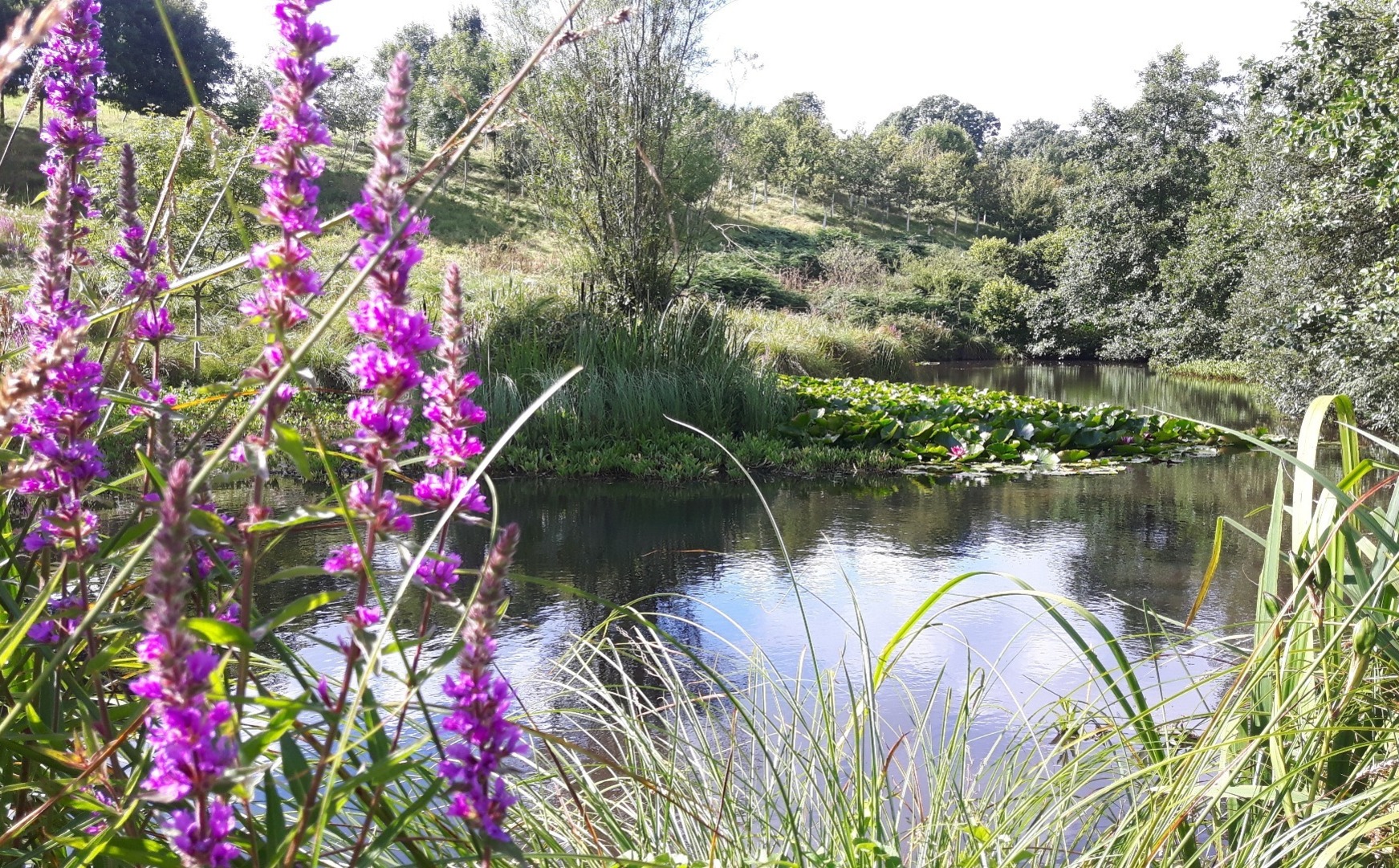 Pond at Larkworthy Farm, North Devon