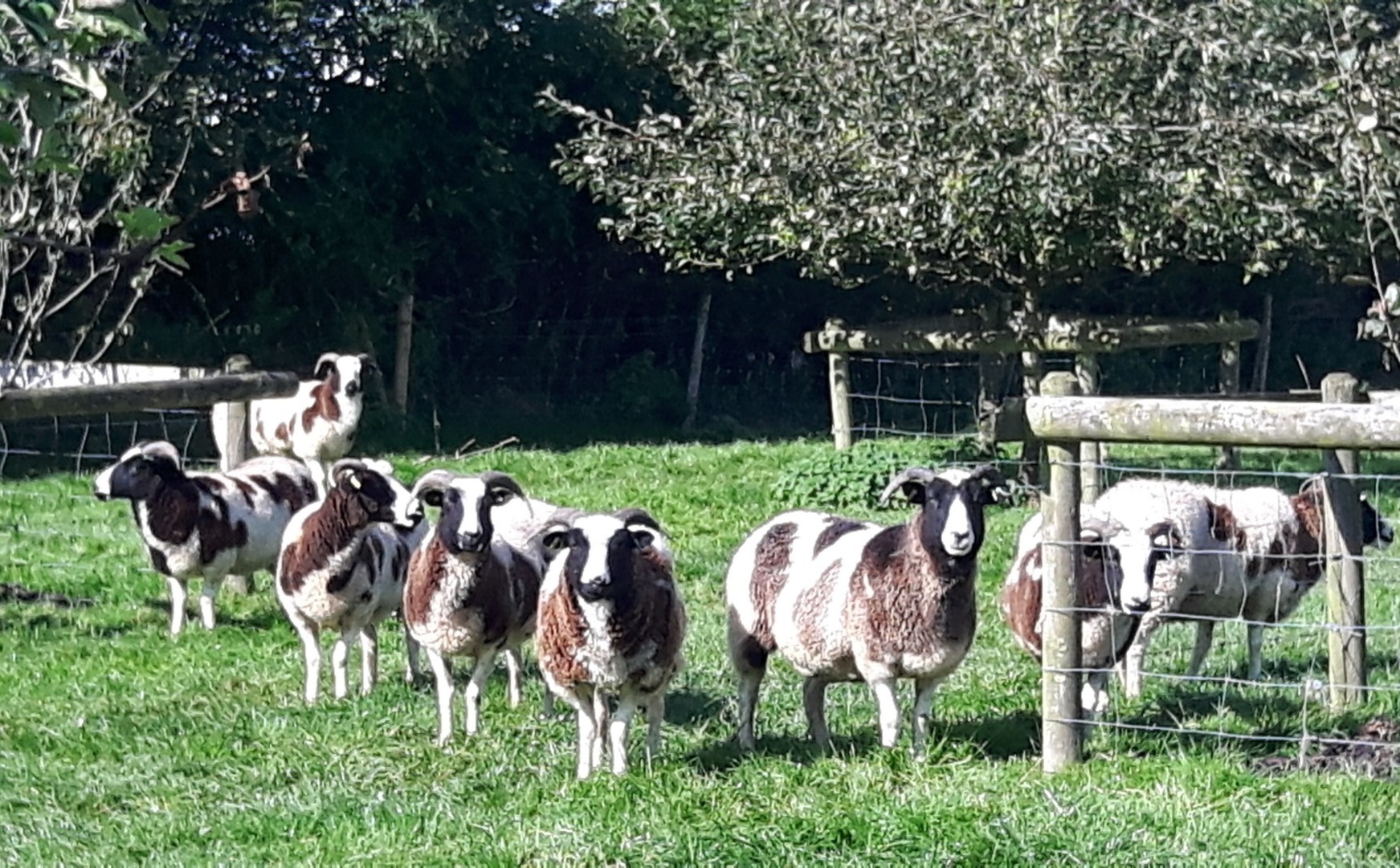 The sheep at Larkworthy Farm Holiday Accommodation