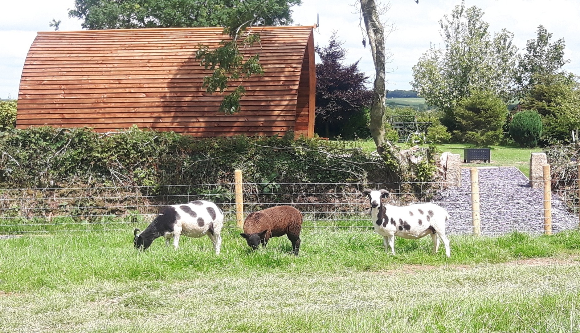 The locals at Larkworthy Farm