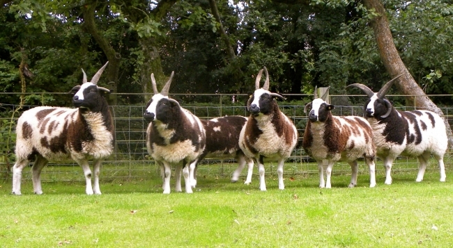 Sheep at Larkworthy Farm